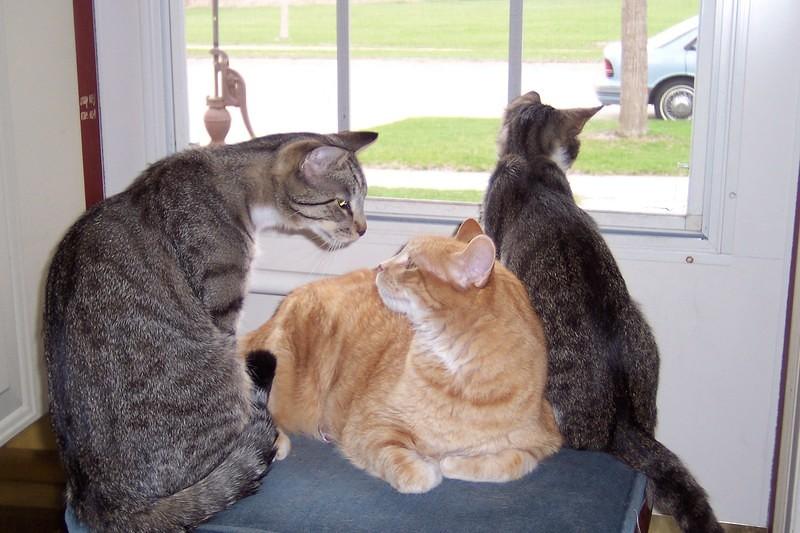 My cats 002