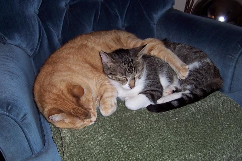 My cats 005