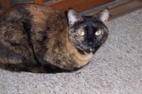 My cats 001