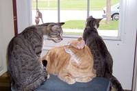My cats 002