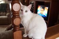 My cats 003