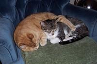 My cats 005